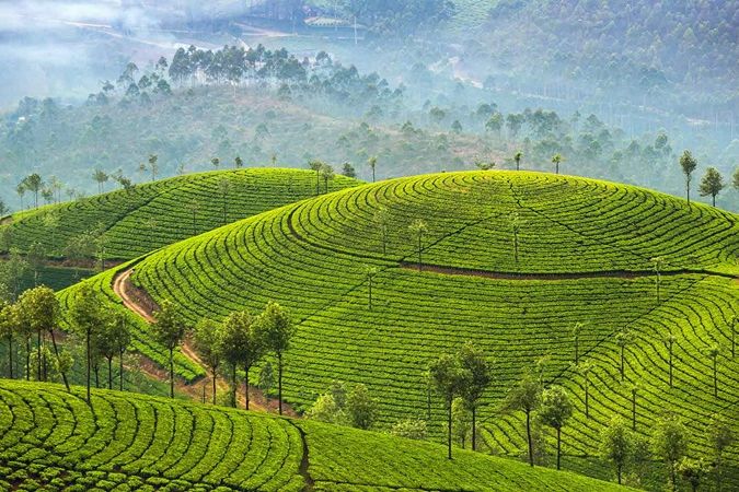 See India’s Tea Plantations