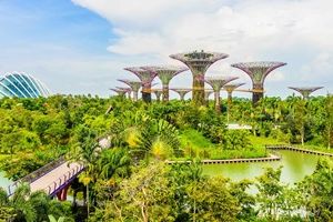 Explore the vast complex at Gardens by the Bay, which houses over a quarter of a million plants.