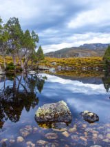 Tasmania see it all