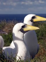 Solo Traveller Lord Howe Island at Ocean View Apartments