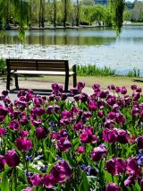 Canberra’s Floriade, New South Wales Tulips & Private Gardens