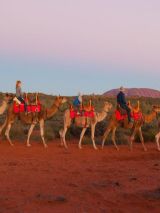 Camels at Sunset