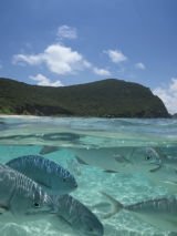 Dive Lord Howe Island