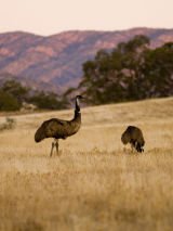 Arkaba Walk Wild Bush Luxury