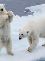 Arctic Adventure