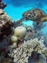 Barrier Reef Discovery on Pacific Encounter