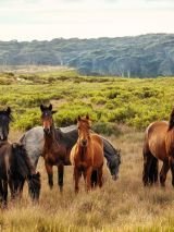 Explore the Snowy Mountains High Country