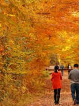 Tumut Valley Autumn Delight