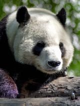 In Pursuit of Pandas