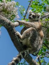 Splendours of Madagascar with return airfares