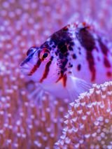 Barrier Reef Discovery