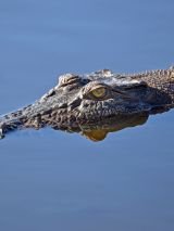 Kakadu & Jumping Crocs Adventure Expedition Darwin to Adelaide
