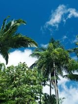 Cooktown Explorer