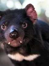 Tassie Devils Encounter