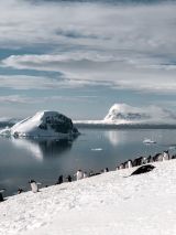 74-Day Grand South America and Antarctica Voyage on Volendam