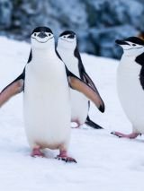 Highlights of Antarctica