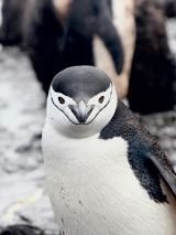 New Year in Antarctica