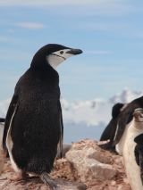Antarctica Pursuit Voyage on Azamara Pursuit