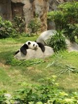 In Pursuit of Pandas with return flights