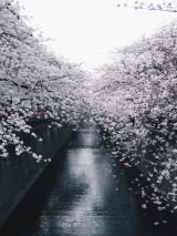 Cherry Blossoms Cruise with Return Flights