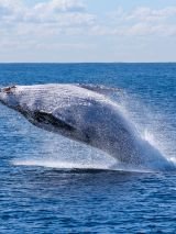 Whale Watching short break