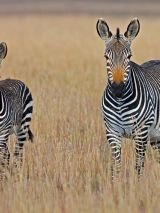 Cape Town and South African Safari