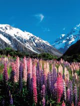 Ultimate South Island Escape