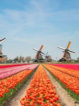 Tulip time cruise Amsterdam to Amsterdam