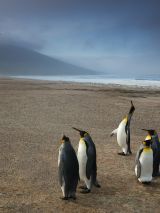 Australian Geographic and Hurtigruten Expeditions: Antarctica and Falklands Expedition no solo supplement on MS Roald Amundsen