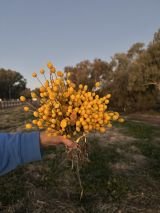 Outback Gardens and Botanical Trail