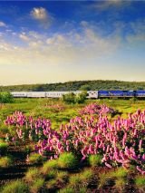 Coral Coast discovery cruise and rail package