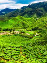 Malaysia: Rainforests, Heritage & Island Escapes (Land Only)