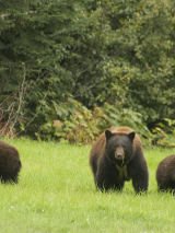 21 Day Iconic Rockies & Alaska Cruise