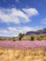 Western Australia Wildflowers Trail
