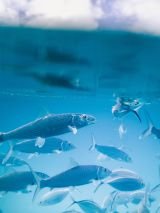Fishing Norfolk with return airfares