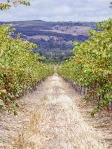 Flavours of Adelaide and the Barossa Valley