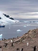 Christmas in Antarctica on Ocean Endeavour
