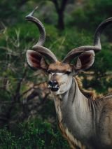 Exclusive Group Ladies Only – South Africa Surprise (2019) with Return Flights