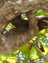 Costa Rica to Panama