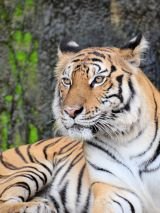 India’s Golden Triangle & Tiger Safari