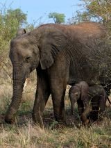 Kruger, Victoria Falls and Chobe Adventure