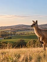 Solo South Australia