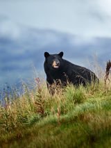Off the Beaten Path Cruise-Tour with Princess Cruises