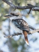 Murray River Outback Heritage Cruise