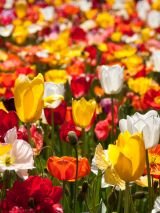 Capital blooms