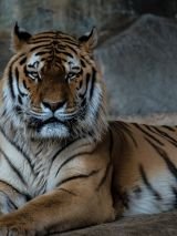 India’s Golden Triangle & Tiger Safari