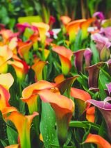 Chelsea Flower Show