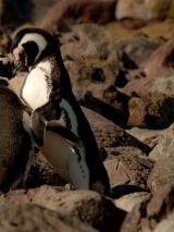 South America & the Chilean Fjords