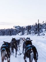 Snowmobiles, dog sleds and snowshoes with return flights