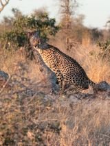 Makutsi Classic Safari